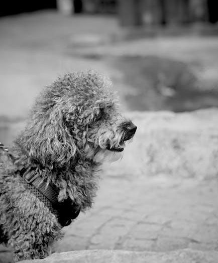 easy walk harness instructions pdf