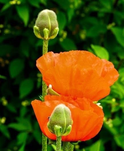 free printable poppy template pdf